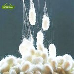 Silk Peptide Powder Manufacturer - Anti-Aging for Adults