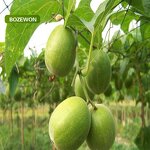 Luo Han Guo Extract Powder Manufacturer - Organic Mogroside V 10% Food Grade Drum