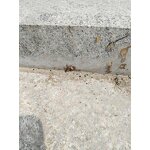 Indoxacarb Gel - 0.5% 0.6% Good Cockroach Killing Insecticide