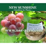 Chelated Magnesium Fertilizer Manufacturer - EDTA-Mg 6%