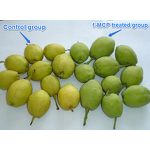 1-MCP Manufacturer - 3.5% WP Sachet to Delay Fruit Ripening