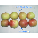1-MCP Manufacturer - 3.5% WP Sachet to Delay Fruit Ripening