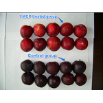 1-MCP Manufacturer - 3.5% WP for Fruit Keeping Ripening Fresh