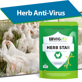 Herb Star Extract - Echinacea Poultry Anti Respiratory Virus Supplement