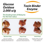 Glucose Oxidase Enzyme - Feed Grade Aflatoxin Degrading Mycotoxin Biodegradation