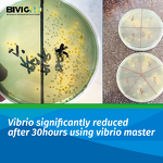 Vibrio Master Probiotic - Special Aquaculture Shrimp Anti Vibrio Infection