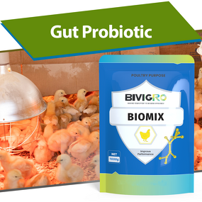 Clostridium Butyricum Probiotic - Feed Grade Poultry Chicken Gut Health Flora Regulation