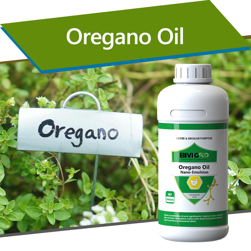 Oregano Oil Extract - Carvacrol Nano Emulsion Poultry Gut Health Antibacterial