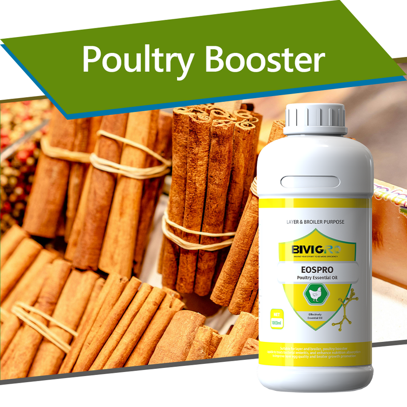 Cinnamon Thyme Oil Extract - Nano Emulsion Poultry Antibacterial Oral Liquid