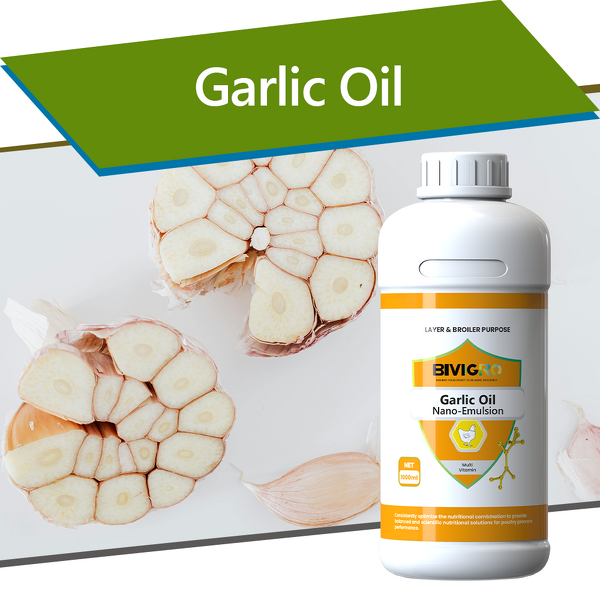 Garlic Oil Extract - Allicin Nano Emulsion Poultry Gut Health Antibacterial