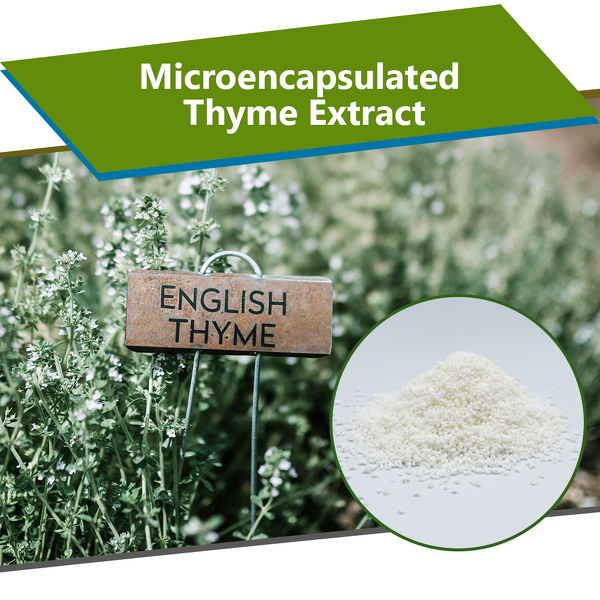 Microcapsulated Thyme Extract - Feed Grade Thymol Enteric Coated Animal Performance