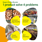 Cinnamon Thyme Oil Extract - Nano Emulsion Poultry Antibacterial Oral Liquid