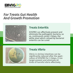 Cinnamon Oregano Oil Extract - Aquatic Fish Crab Shrimp Growth Weight Gain Enteritis