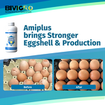 Amino Acid Chelated Minerals - Liquid Poultry Organic Nutrition Growth Egg Stimulant