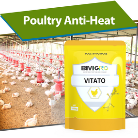 Vitato Poultry Supplement - Taurine Vitamin C Anti Heat Stress for Chicken