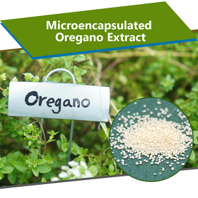 Microcapsulated Oregano Extract - Feed Grade Carvacrol Enteric Coated Animal Performance