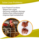 Liver Star Supplement - Milk Thistle Silybum Poultry Liver Protect Recovery