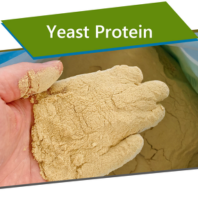 Brewers Yeast Powder - Feed Grade Single Cell Protein Poultry Pig Fish Shrimp