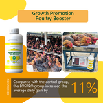 Cinnamon Thyme Oil Extract - Nano Emulsion Poultry Antibacterial Oral Liquid