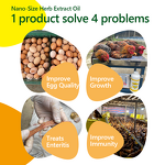 Garlic Oil Extract - Allicin Nano Emulsion Poultry Gut Health Antibacterial