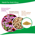 Herb Star Extract - Echinacea Poultry Anti Respiratory Virus Supplement