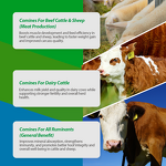 Chelated Mineral Mixture - Feed Grade Cattle Dairy Cow Sheep Goat Supplement