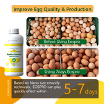 Cinnamon Thyme Oil Extract - Nano Emulsion Poultry Antibacterial Oral Liquid