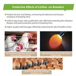 Chicken Breeder Feed Blend Manufacturer - with Phytase to Improve Feed Absorption