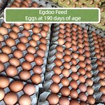 Layer Premix Manufacturer - GrowMax Tibia Booster Herbal for Pullets