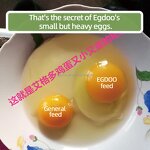 Poultry Feed Additives Manufacturer - for Hens Chicks Immunity Enhancement Hot