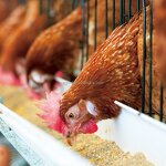 Poultry Feed Additives Manufacturer - for Hens Chicks Immunity Enhancement Hot