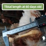 Layer Premix Manufacturer - GrowMax Tibia Booster Herbal for Pullets