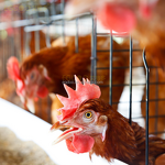 Layer Premix Manufacturer - 90% Egg Production Reserve with Grade A Amino Acids