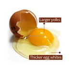 Feed Additives Manufacturer - Vitamin Premix for Laying Hens to Increase Egg Weight