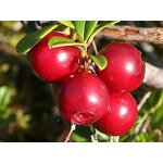 Alpha Arbutin Powder Manufacturer - 100% Pure Healthcare Supplement for Adults