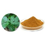 Epimedium Extract Manufacturer - Horny Goat Weed P.E. Icariin 5%-20% for Enhancement
