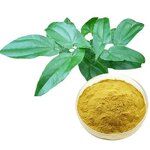 Epimedium Extract Capsules Manufacturer - 10%-60% Icariin Horny Goat Weed Wholesale