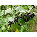 Black Currant Powder Factory - 99% Herbal Extract Vitamin C Food Grade Best Price