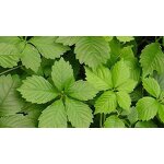 Gynostemma Extract Powder Manufacturer - Puerarin 40%-98% Gypenosides Best Price