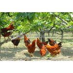 Sodium Sulfate Anhydrous - Industrial Grade Feed Additive Powder Crystal