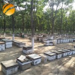 Source Supplier Fresh and Pure Acacia Honey Private Label Available