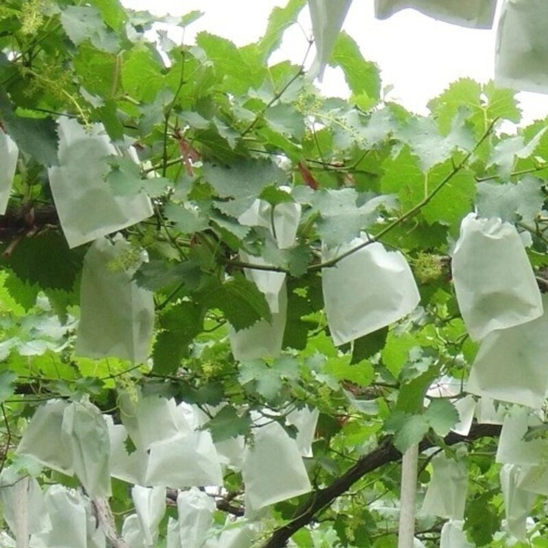 Fruit Protection Bags Manufacturer - Non-Woven Fabric Fruit Netting Cover Bags with Hole for Garden
