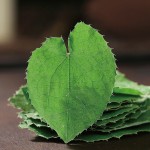 淫羊藿提取物源头工厂-热销草本淫羊藿阴茎增大淫羊藿提取中国草本