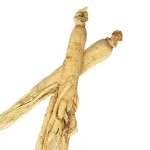 Ginseng Root Factory - High Quality Raw Changbai Mountain Ginseng Root Natural Dry Herb Spice Stick Pattern