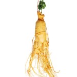 Ginseng Root Factory - High Quality Raw Changbai Mountain Ginseng Root Natural Dry Herb Spice Stick Pattern