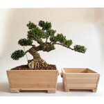 Wood Bonsai Herb Pot - Japanese Large Drainage Hole Home Garden Flower Planter