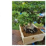 Wood Bonsai Herb Pot - Japanese Large Drainage Hole Home Garden Flower Planter