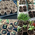 Biodegradable Seed Pot - 8cm Fiber Peat with Seed Garden Plant Growth Tool