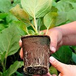 Biodegradable Seed Pot Kit - 6cm Fibre Country Style Garden Planting Tool