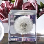 Acrylic Resin Paperweight - Unique 3d Flower Real Dandelion Cube Gift